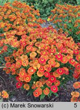 Helenium autumnale Bandera