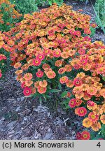 Helenium autumnale Bandera