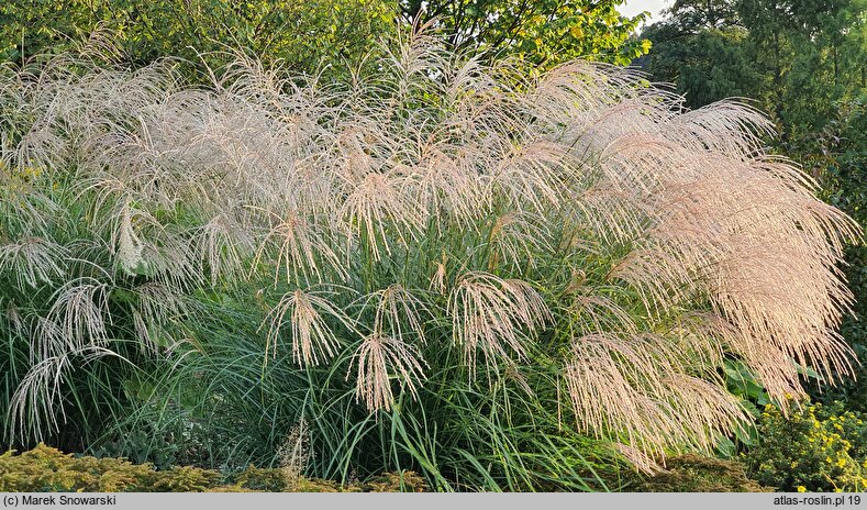 Miscanthus sinensis Silver Charm