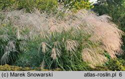 Miscanthus sinensis Silver Charm