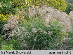 Miscanthus sinensis Silver Charm