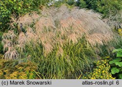 Miscanthus sinensis Silver Charm