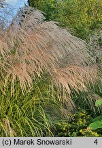 Miscanthus sinensis Silver Charm