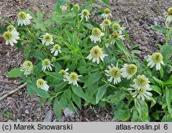 Echinacea purpurea Meringue