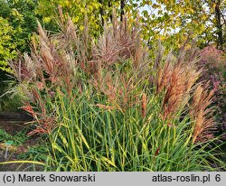 Miscanthus sinensis Malepartus Little