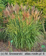 Miscanthus sinensis Malepartus Little