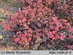 Sedum hort. Oriental Dancer