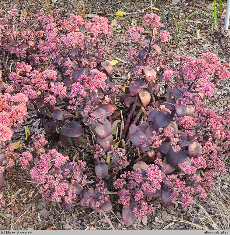 Sedum hort. Oriental Dancer
