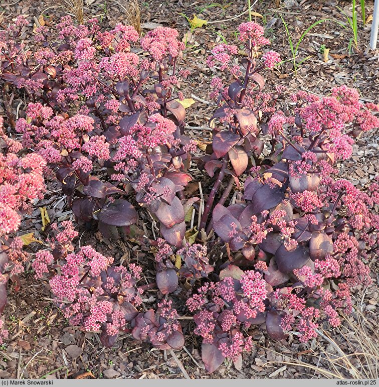 Sedum Oriental Dancer