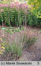 Andropogon gerardii (palczatka Gerarda)