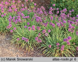 Allium hort. Medusa's Hair