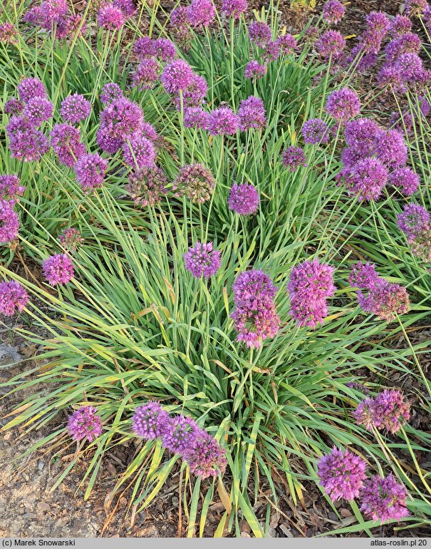Allium hort. Medusa's Hair
