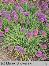 Allium hort. Medusa's Hair