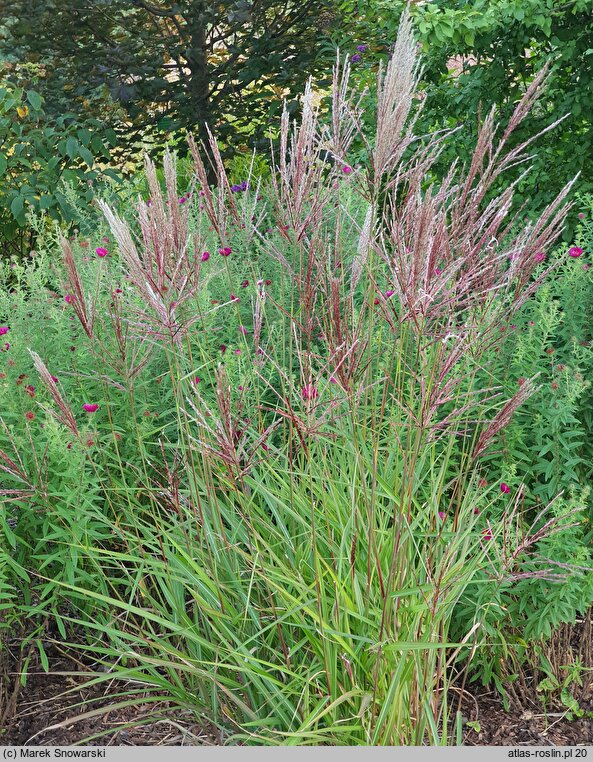 Miscanthus sinensis Buraczok