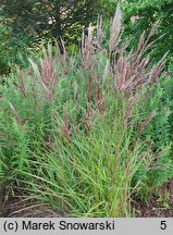 Miscanthus sinensis Buraczok