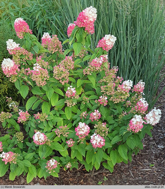 Hydrangea paniculata Living Strawberry Blossom