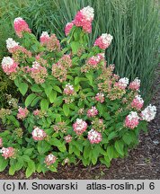 Hydrangea paniculata Living Strawberry Blossom