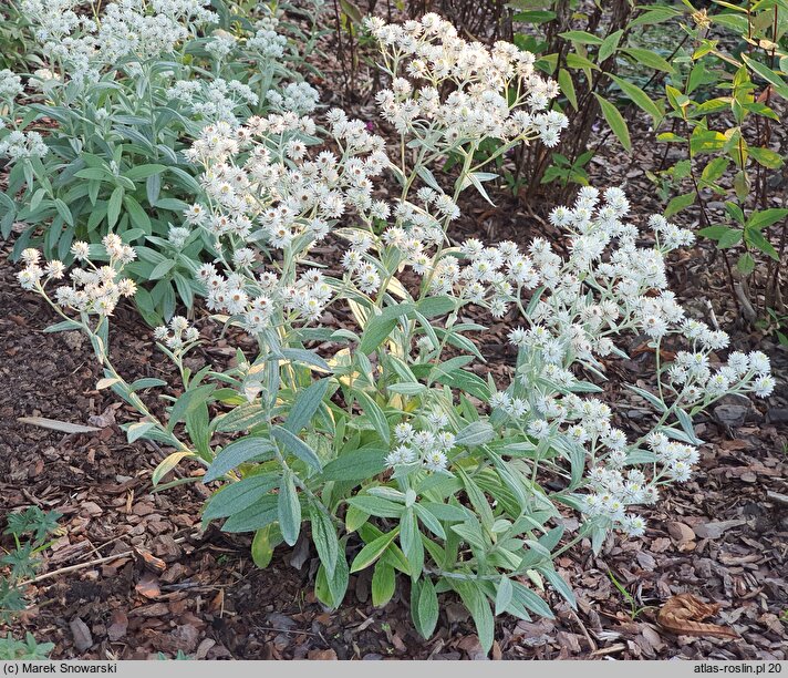 Anaphalis triplinervis Sommerschnee