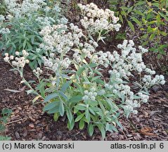 Anaphalis triplinervis Sommerschnee