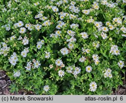 Aster ageratoides Starshine