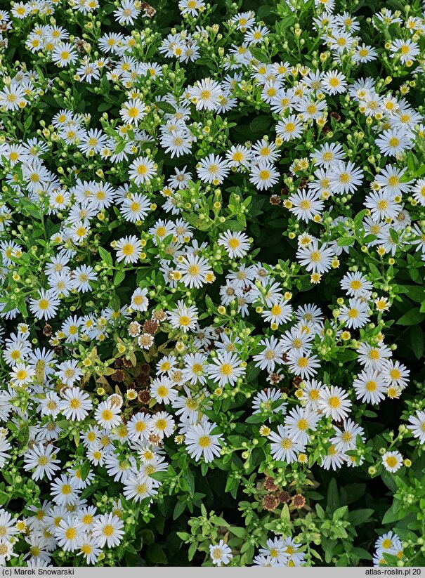 Aster ageratoides Starshine