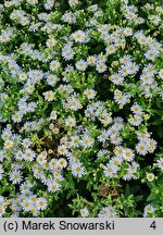 Aster ageratoides Starshine