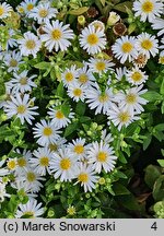 Aster ageratoides Starshine