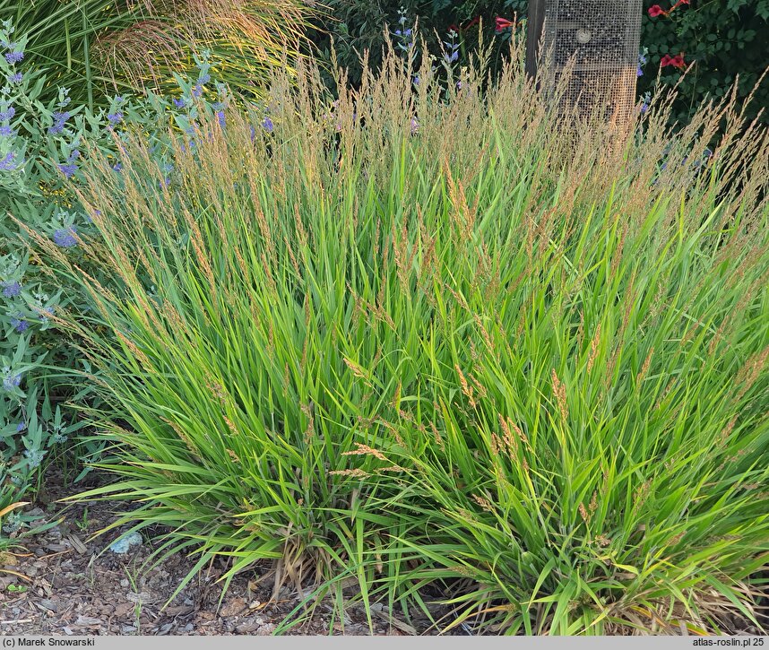 Calamagrostis Cheju-Do