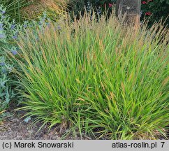 Calamagrostis Cheju-Do