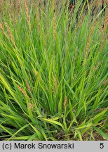 Calamagrostis Cheju-Do