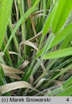 Calamagrostis Cheju-Do