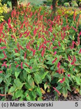 Polygonum amplexicaulis Fat Domino