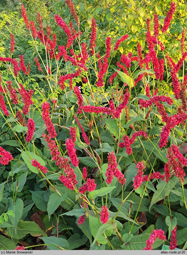 Polygonum amplexicaulis Fat Domino