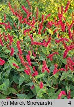 Polygonum amplexicaulis Fat Domino