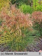 Miscanthus sinensis Red Cloud