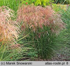 Miscanthus sinensis Red Cloud