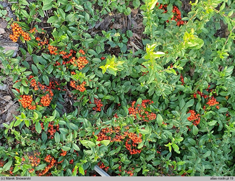 Pyracantha coccinea Lowboy