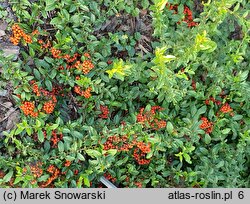 Pyracantha coccinea Lowboy