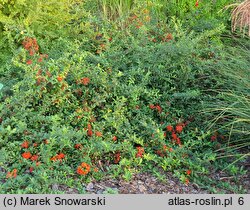 Pyracantha coccinea Lowboy