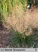 Deschampsia cespitosa Tardiflora