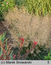 Deschampsia cespitosa Tardiflora