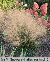 Deschampsia cespitosa Tardiflora