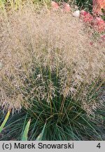 Deschampsia cespitosa Tardiflora