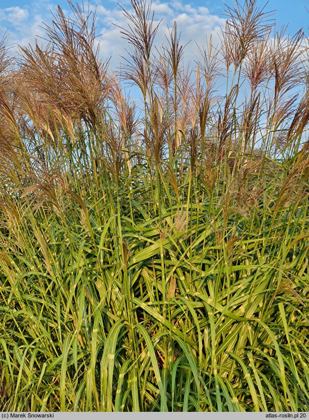 Miscanthus sinensis Haniero