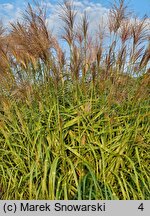 Miscanthus sinensis Haniero