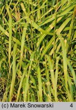 Miscanthus sinensis Haniero