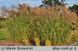 Miscanthus sinensis Haniero