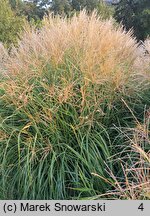 Miscanthus sinensis Ryki