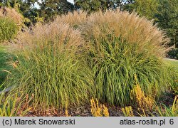 Miscanthus sinensis Ryki