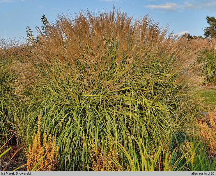 Miscanthus sinensis Ryki